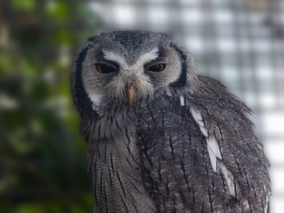 Northern white-faced owl - De Zonnegloed - Animal park - Animal refuge centre 